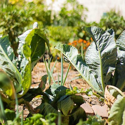 Healthy vegetables growing.